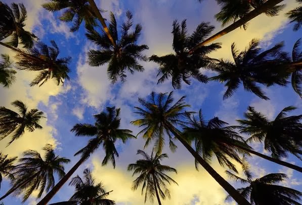 palm ppal
